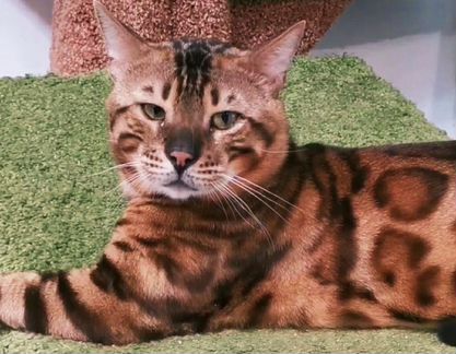 Бенгальский кот на вязку