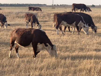 Коровы, нетели, телки породы герефорд - фотография № 8