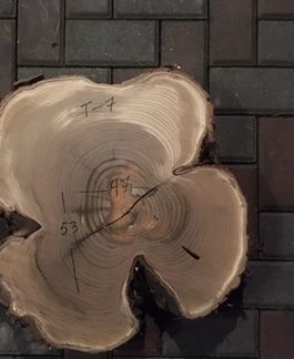 Фигурные спилы, слэб дикой маслины