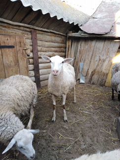 Баран и овца - фотография № 3