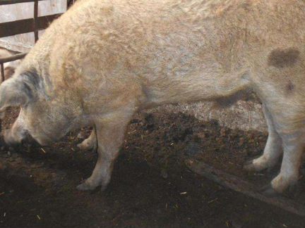 Мангалица хряк 1год 7 мес и Свиноматка 1г.8 м