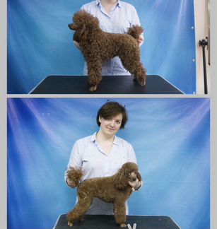 Грумер - новичок :)