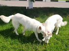 Отличный щенок белой швейцарской овчарки объявление продам