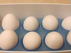 Инкубационное яйцо Леггорнов - Далматинцев