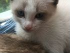 Котёнок-кот с голубыми глазами