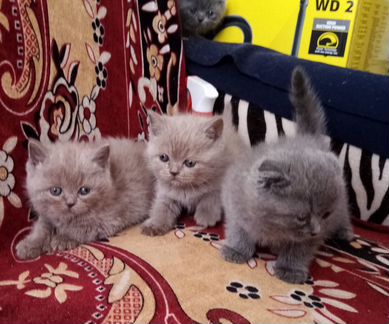 Котята голубого и лилового окрасов