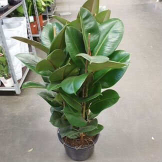 Фикус Эластика