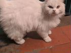 Персидская белая кошки в добрые руки