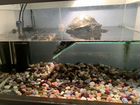 Красноухая черепаха бесплатно с аквариумом и необх