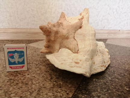 Ракушка большая