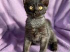 Маленький котенок Кай,с шерсткой чернобурки