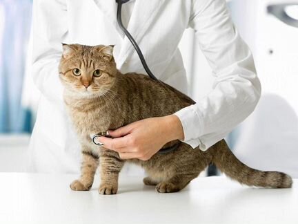 Ветеринарный врач. Ветеринар. Круглосуточно