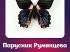Живые бабочки объявление продам