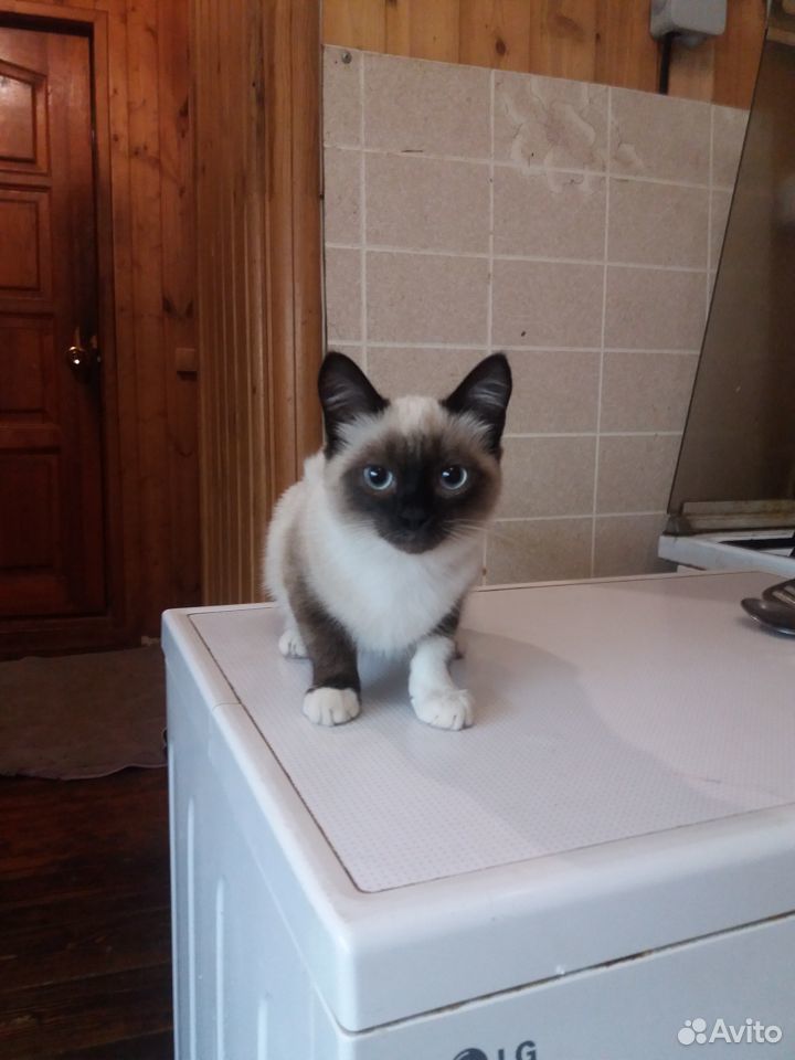 Кошка