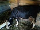 Бычок от домашней коровы 7 месяцев 15 дней