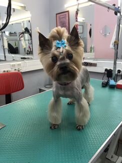 Стрижка собак,груминг для кошек Марьино, Люблино