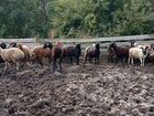 Коровы, телята, быки, бычки, овцы объявление продам