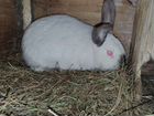 Кролик 6 месяцев мальчик порода великан