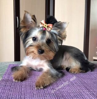 Стрижка собак